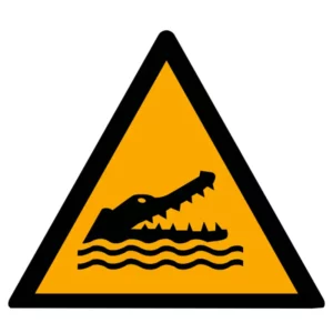 Alligators, caymans and crocodiles
